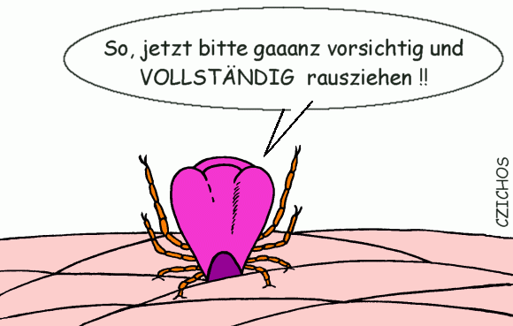 klíště