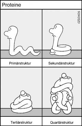 Proteine